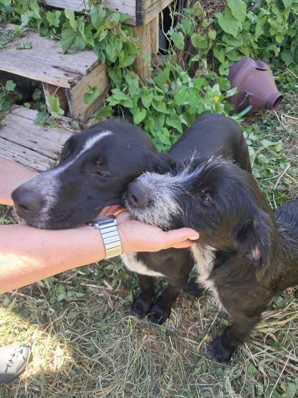 Thor & Loky, due giovanotti in cerca di casa Foto 3